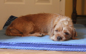 Norfolk Terrier lying on a rug