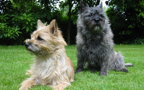 Norfolk terrier breed representatives