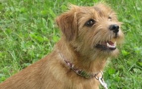 Norfolk terrier curious