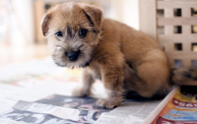 Norfolk terrier puppy Beautiful