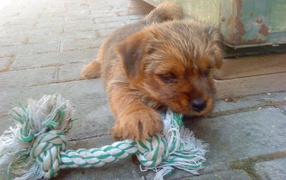 Norfolk terrier puppy chewing on a toy