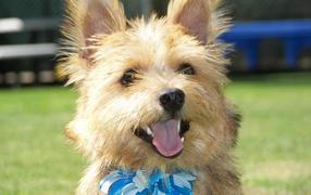 Norfolk terrier with blue bow