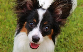 Papillon French breed dogs