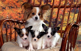 Papillon Mom with puppies
