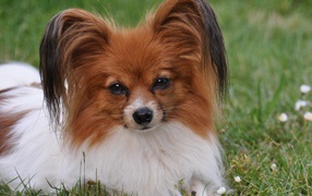 Papillon is resting in the grass