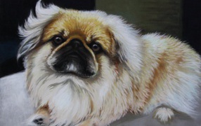 Pekingese in the picture