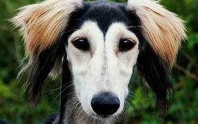 Persian Greyhound Saluki