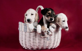 Persian Greyhound Saluki puppies