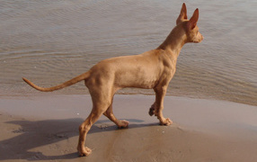 Фараонова собака у воды