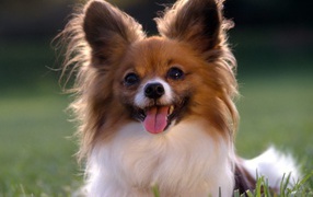 Playful Papillon in the grass