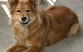 Pleased Dog Chinook