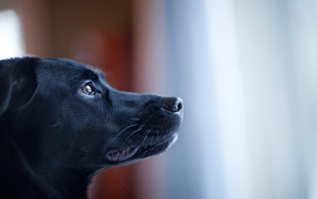 Portrait of the black dog