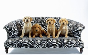 Puppies on the couch