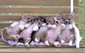 Puppies velsh Corgi sleeping on a bench