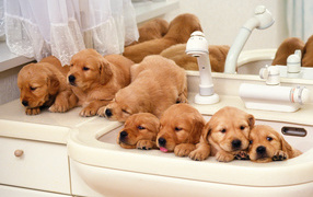 Puppies want to swim