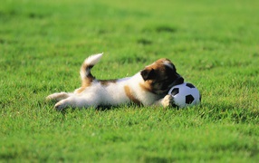Puppy plays with the ball