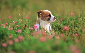 Puppy sitting in the grass