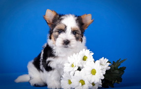 Puppy with a bouquet of Beaver york