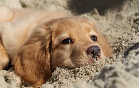 Retriever in the sand