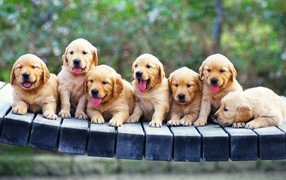 Retriever puppies on a bench