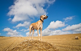 Saluki dog on harvested field