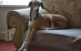 Saluki dog on the couch