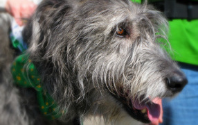 Shaggy Irish Wolfhound