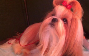 Shih Tzu Dog with a bow