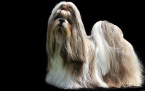 Shih Tzu dogs with long hair