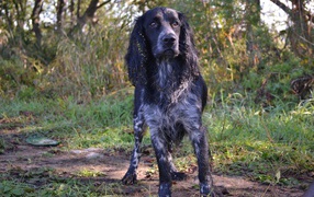 Spaniel hound in the woods