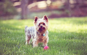 Terrier with the ball on the grass