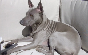 Thai Ridgeback on the couch