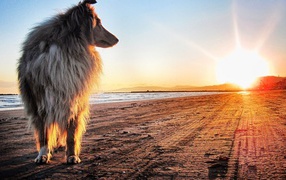 The dog looks at the sunset
