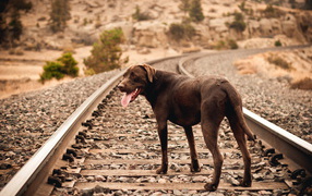 The dog on the railway waits for the host