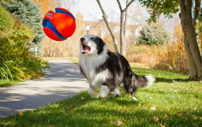 Собака играет мячом