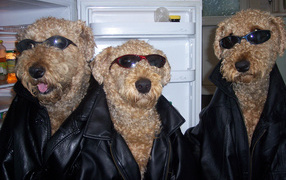 Three Airedale gangster