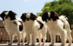 Тройка собак японский хин