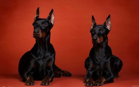 Two Doberman on a red background