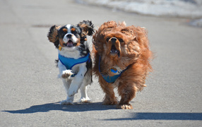 Two dogs Cavalier King Charles Spaniel on the beach
