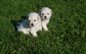 Два щенка собаки комондор