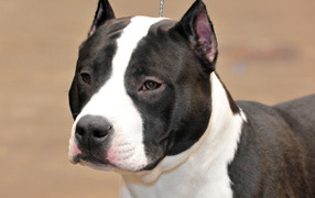 View American Staffordshire Terrier