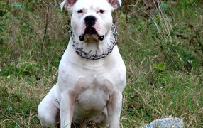 White American Staffordshire Terrier