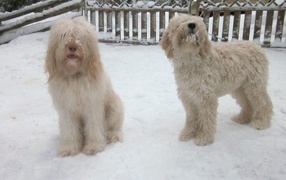 Белые собаки барбет