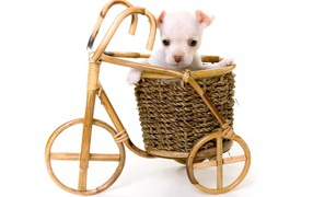 Белый щенок в корзине