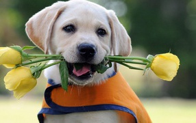 Yellow roses and puppy