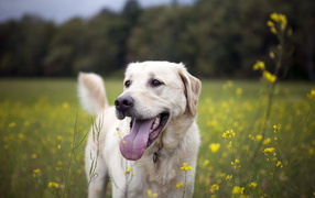 Собака на летнем поле