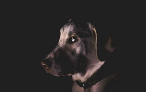 	   A portrait of a dog