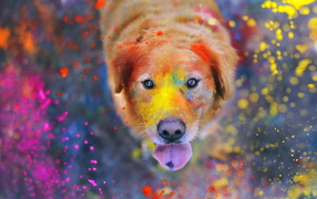 Собака в краске
