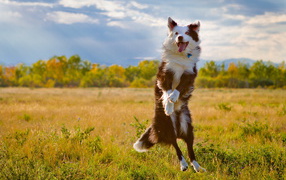 Собака делает прыжок