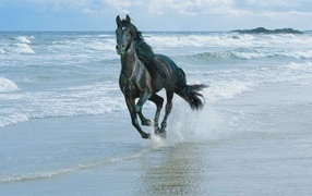 Лошадь скачет по берегу моря